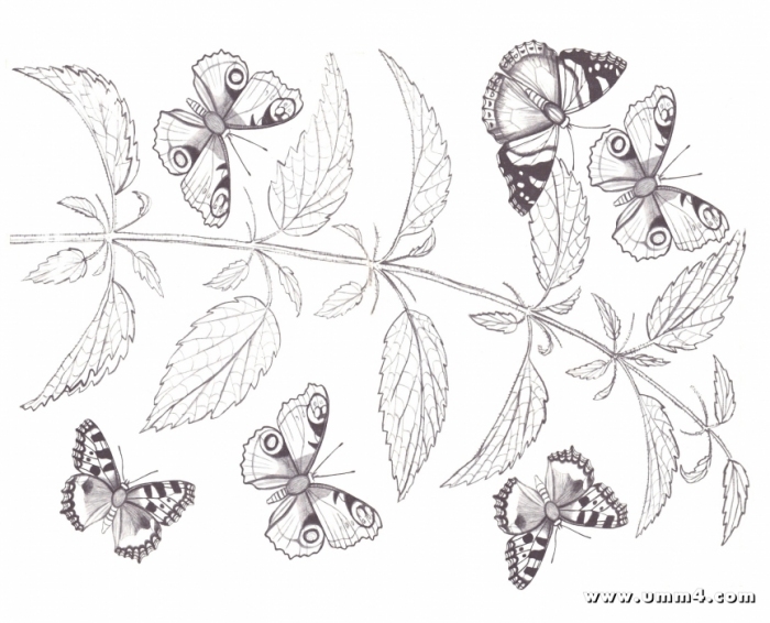 Бабочки и цветы — раскраска