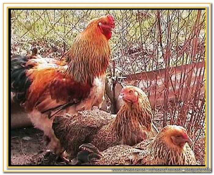 Фото курочек и петушков и цыплят