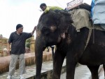 Elephan for picture & ride