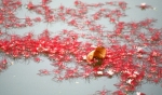 Fallen on the Lake flowers