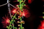 Macro of the flowers