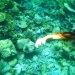 Мальдивы, ноябрь 2010, съемки подводной фотокамерой № 4