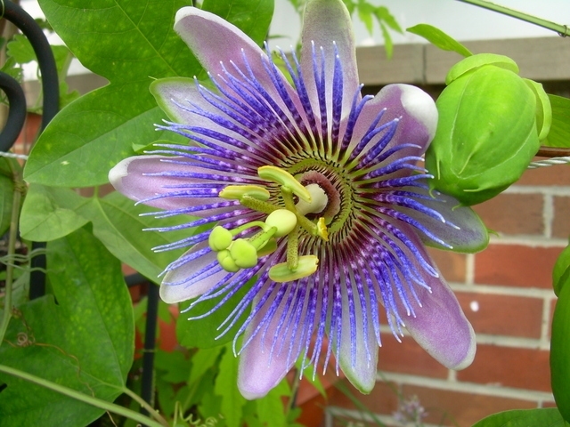 Violet version