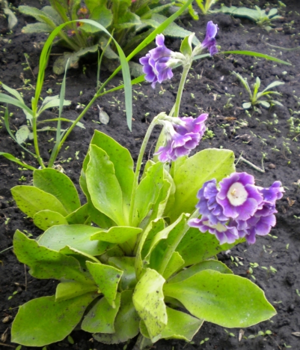 примула Аурикула