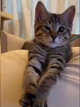 https://img1.liveinternet.ru/images/foto/d/0/163/5997163/f_21927354.gif